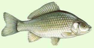 Continuare  - i-xmages.jpeg